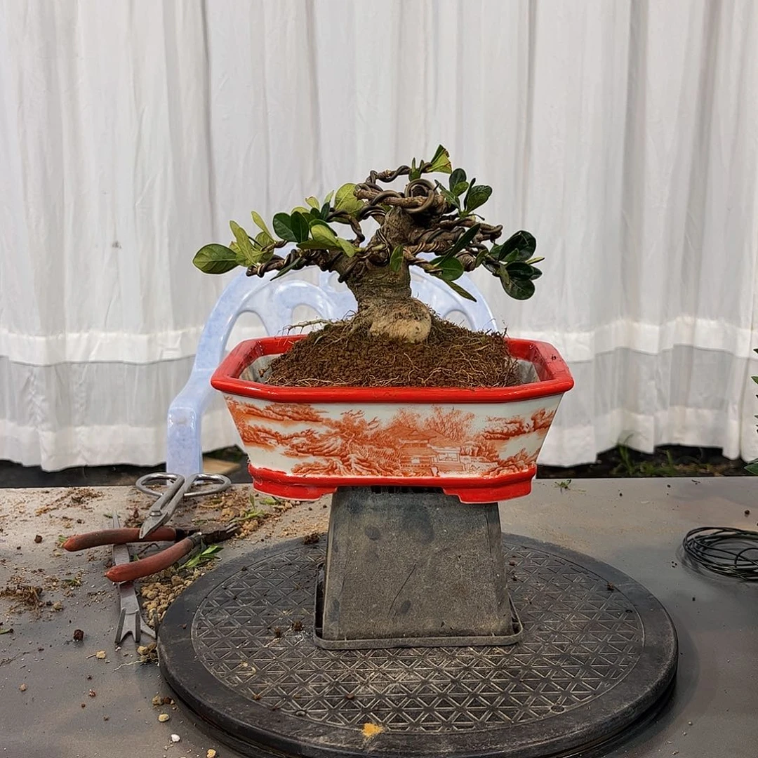 红陶阿*栀子花一物一拍