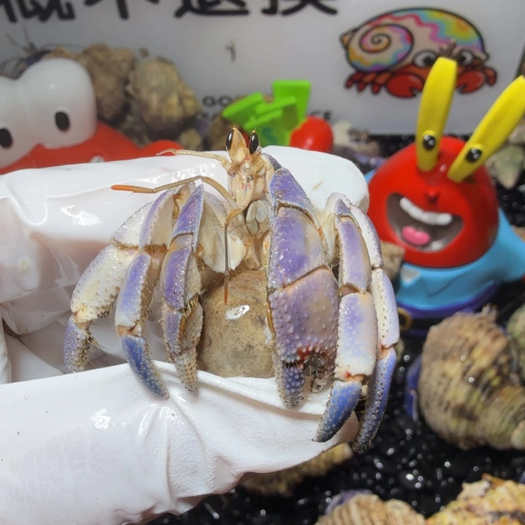 海水鱼2.5口 淡紫橘胖球