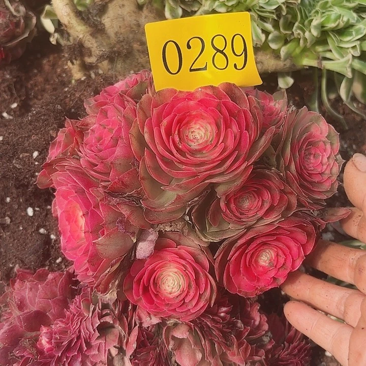 多肉植物荔枝的0289