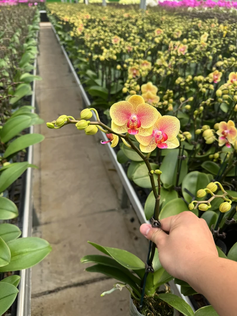 蝴蝶兰盆栽带花剑花卉植物室内好养四季开花【曼妮】