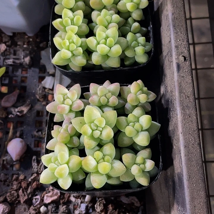 玉坠2.8带盆土发