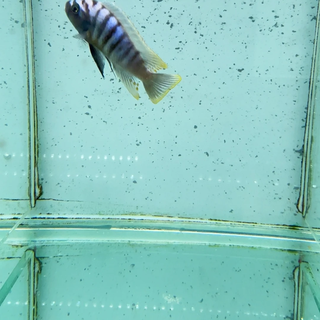 一***钱海水畸形斑马628。