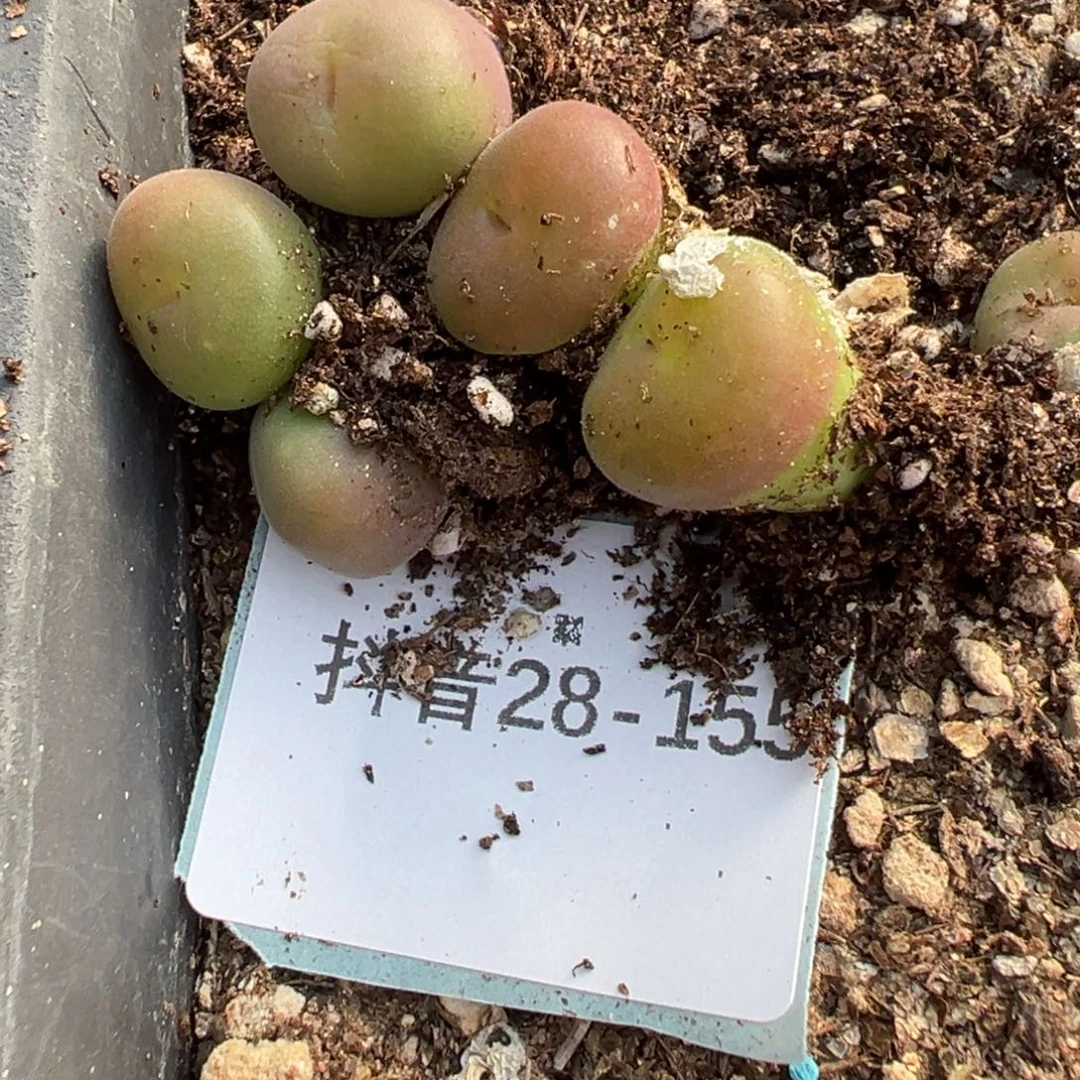 28-155量拍空卡佛5颗