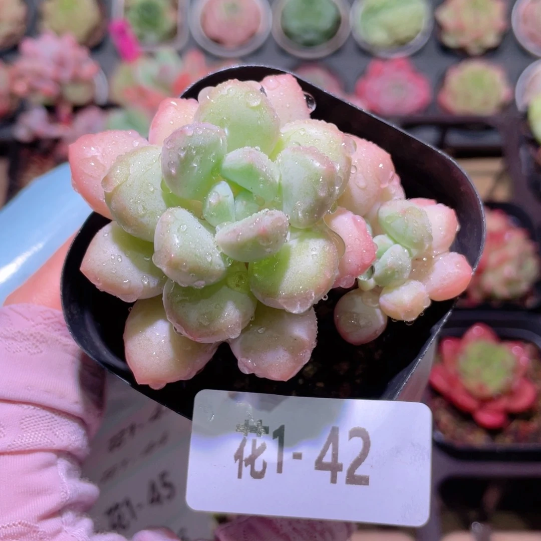 花利美1-42泡泡糖