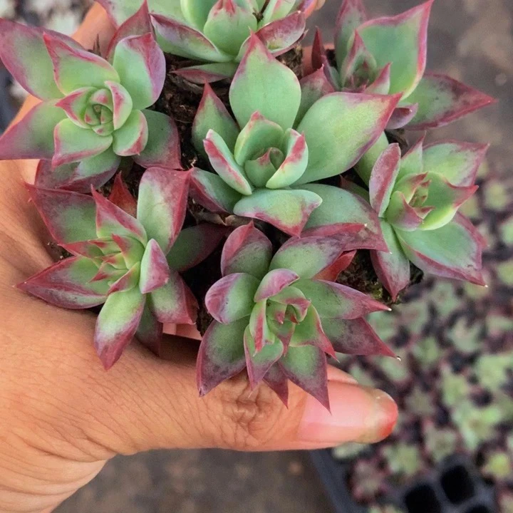 （满9.99包邮）惊鸿仙子小 2cm 左右 猫小姐多肉