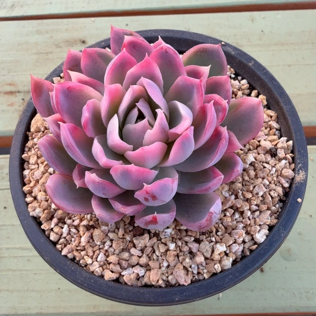 紫罗兰女王锦锦上园艺一物一拍