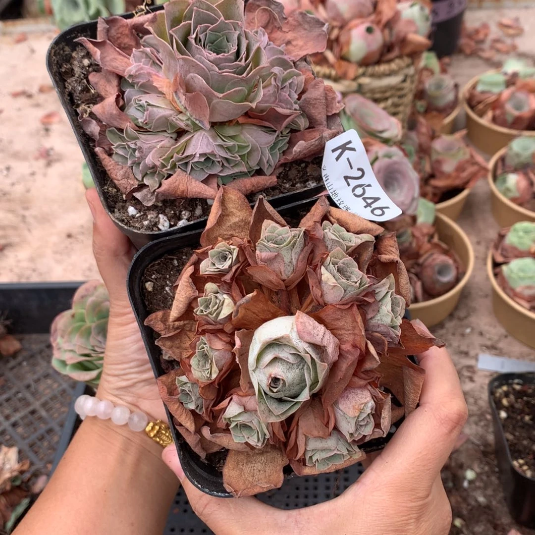 2646完美群f f g g g g c c