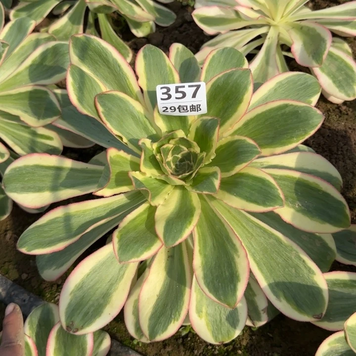 艳姿锦……多肉植物……