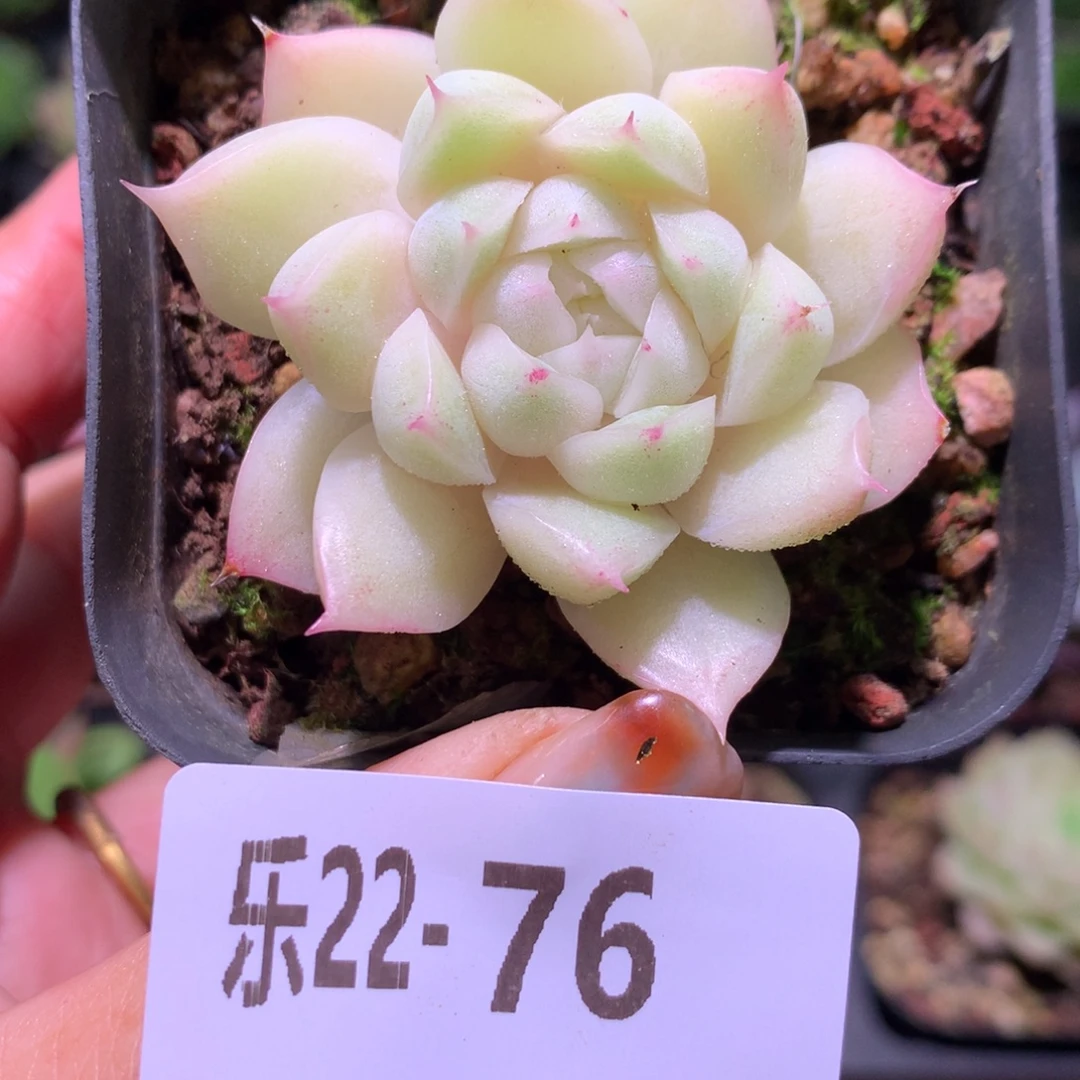 乐然22-76 麦秆单头