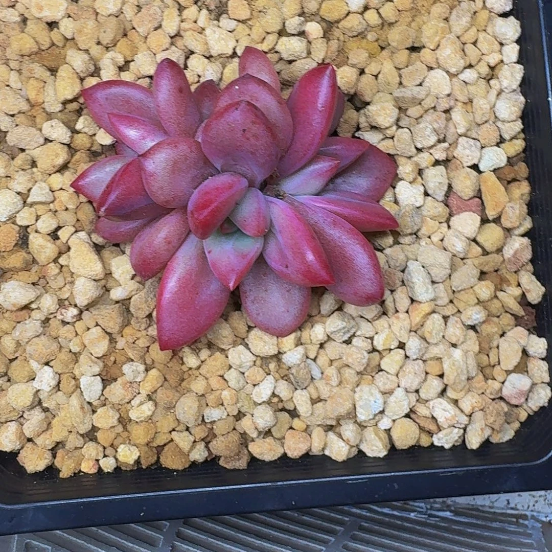 赫菲虞美人一物一拍