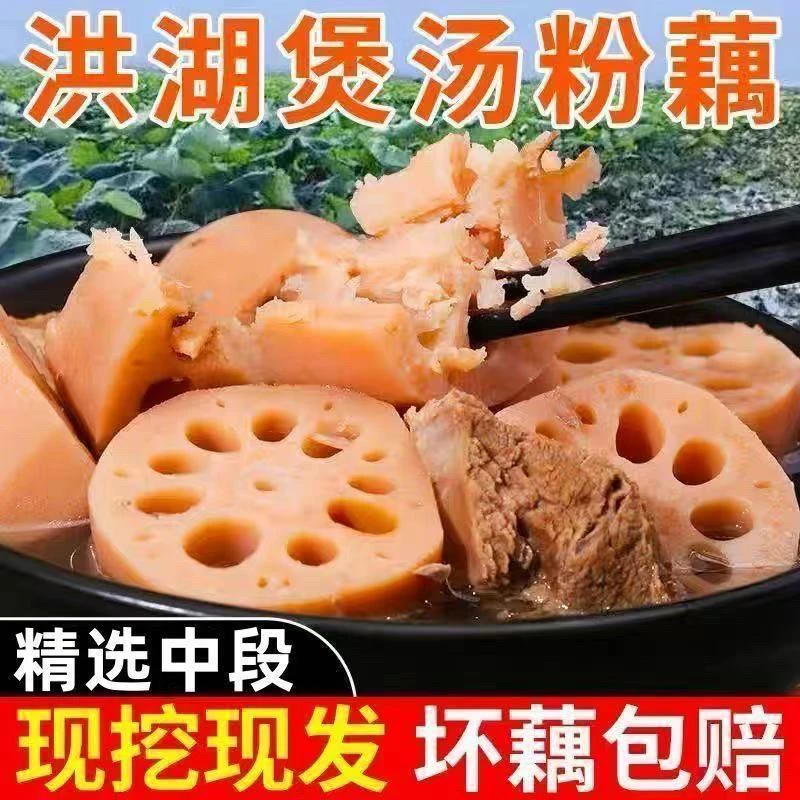 湖北洪湖新鲜现挖正宗煲汤粉藕红莲藕农家特产（顺丰包邮）