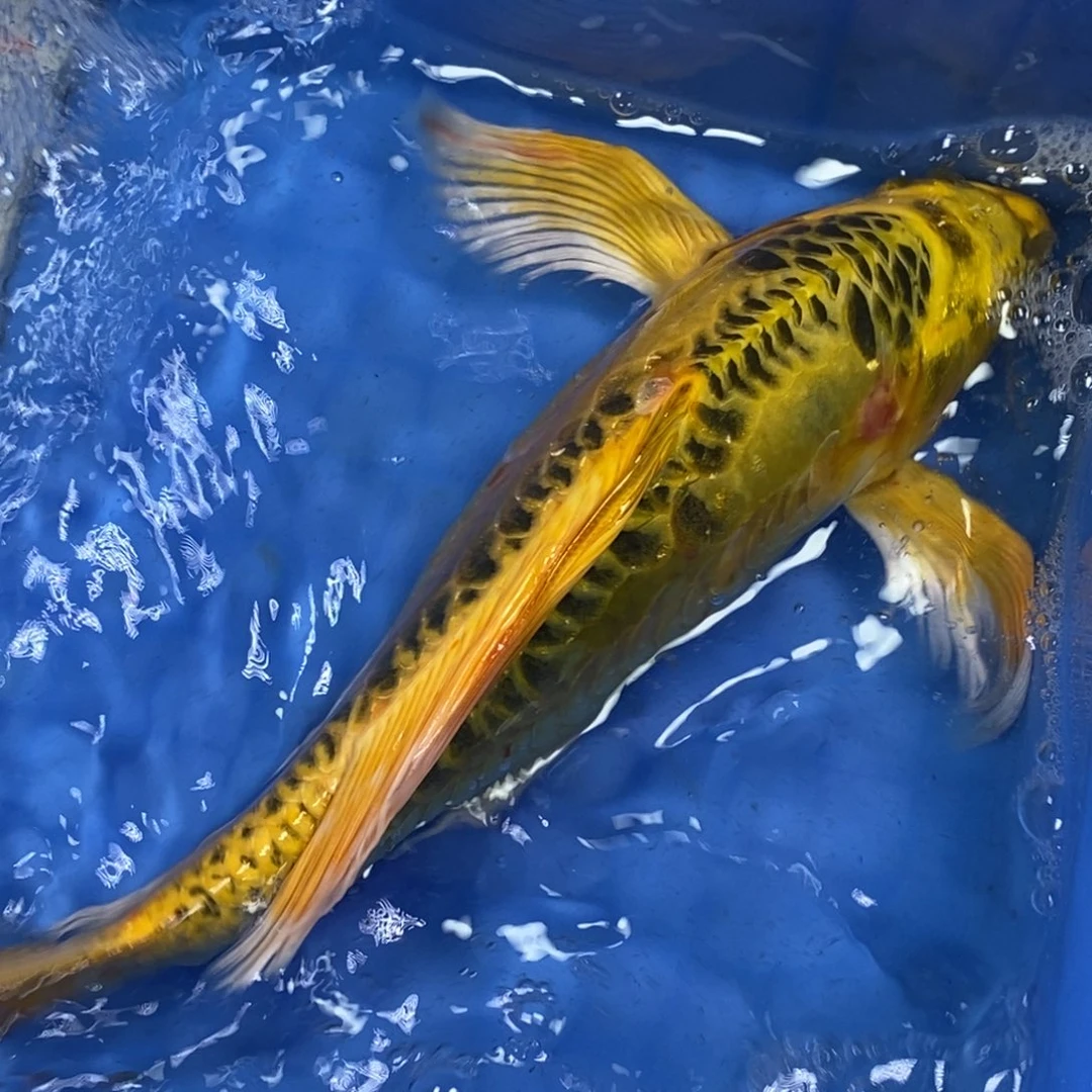 锦鲤冷水锦鲤包邮
