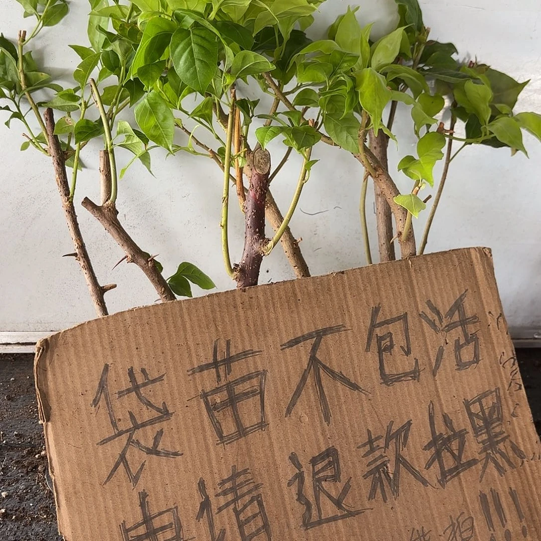深***兰当前无花栽培后可以开花袋苗盲盒6颗13