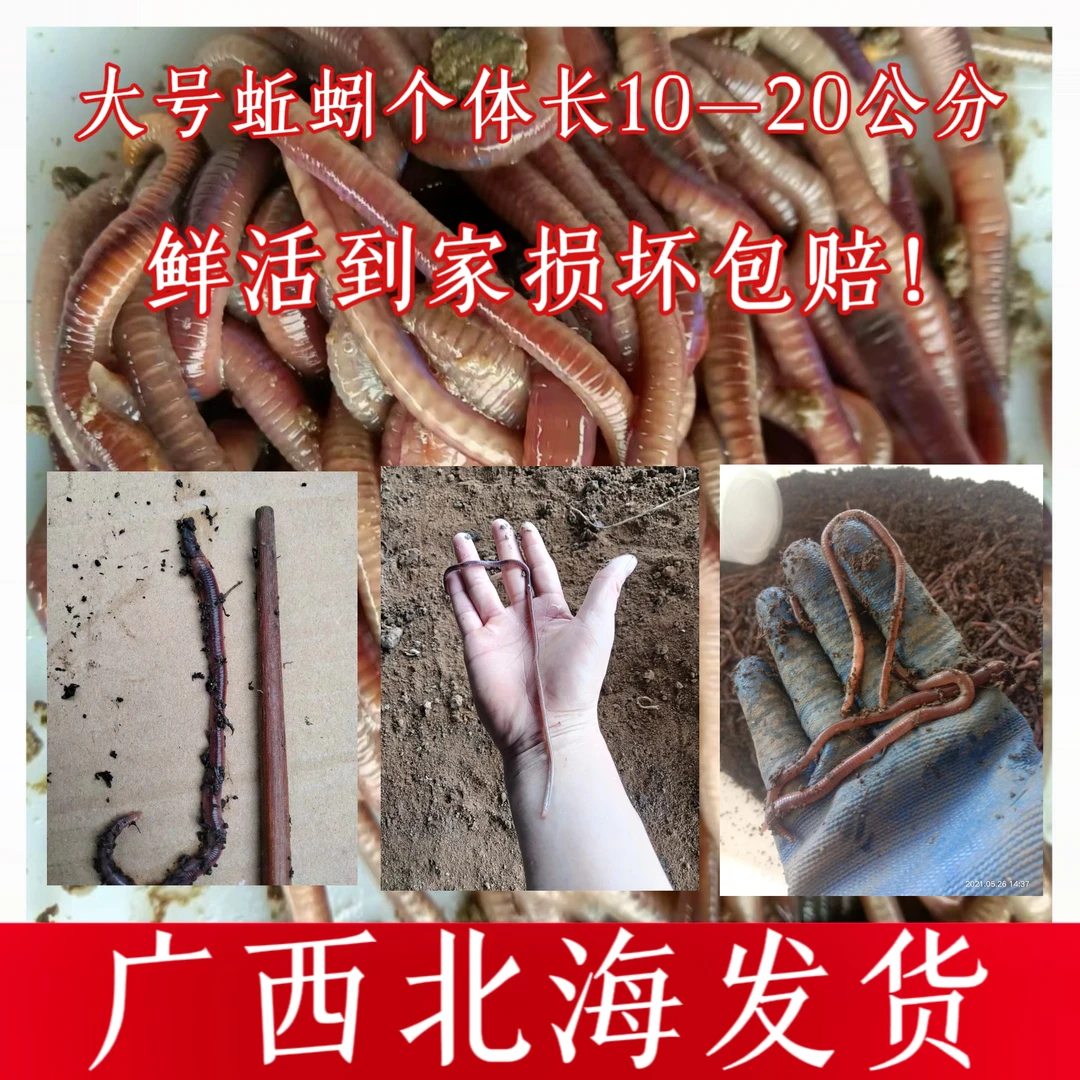 顺丰包邮紫色大号蚯蚓