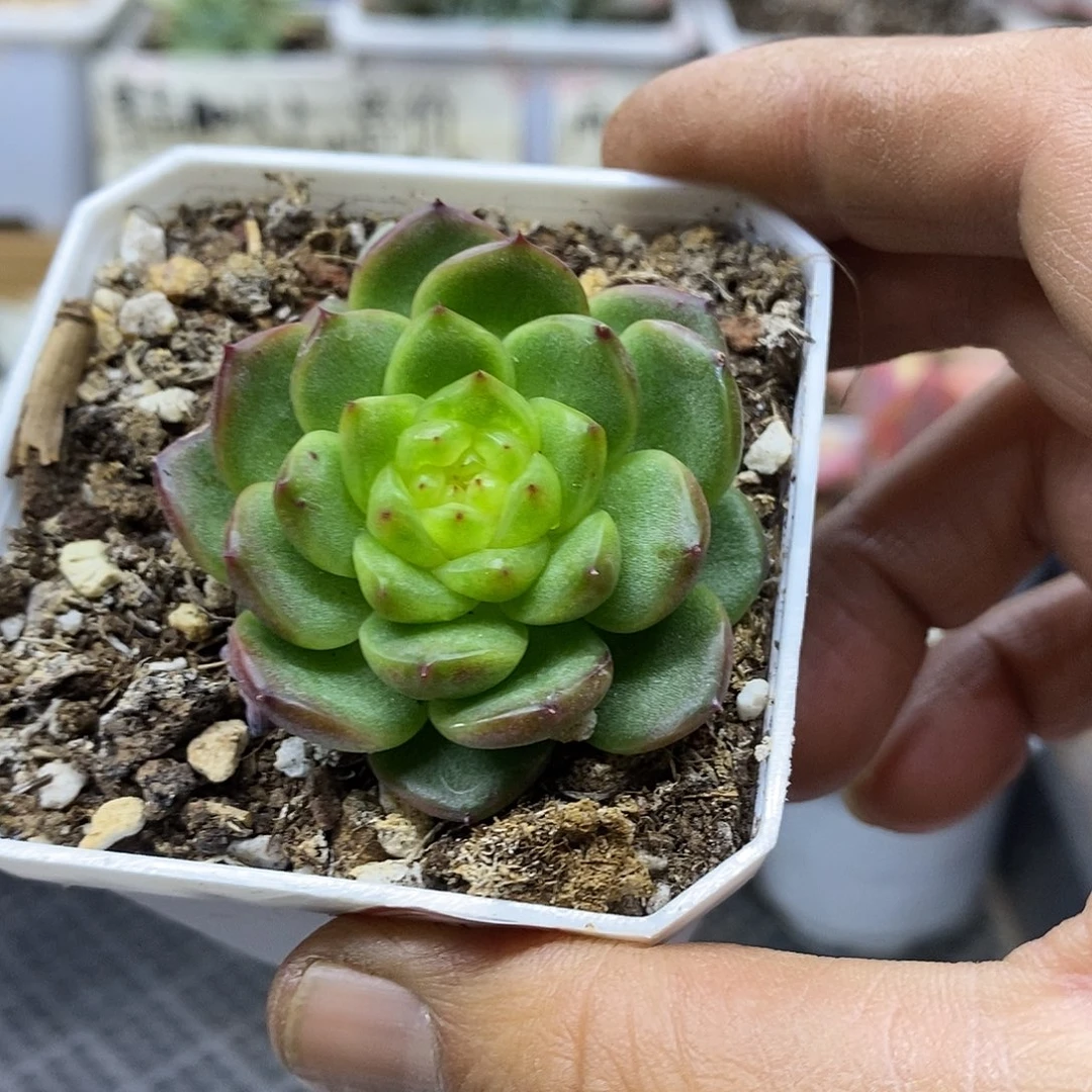 09158 灯泡珍妮多肉