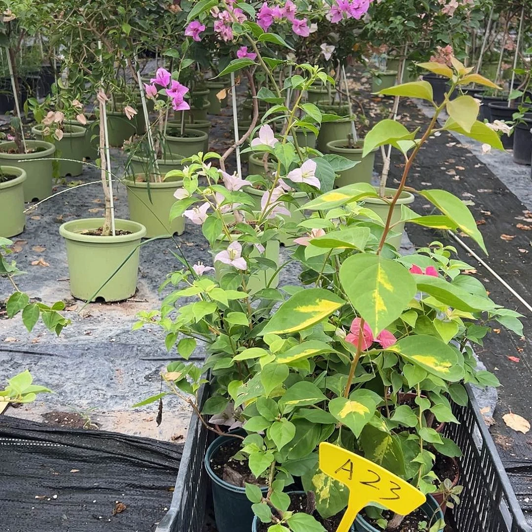 大部分花苞少量开放A23随机掌中宝两颗
