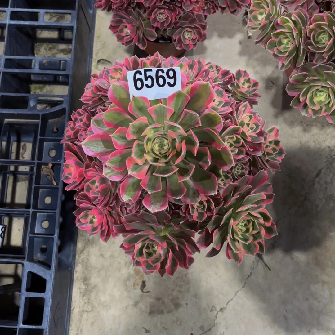 无花朵6569妖月11111111