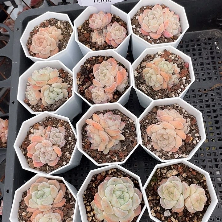 薇薇安园艺多肉0960