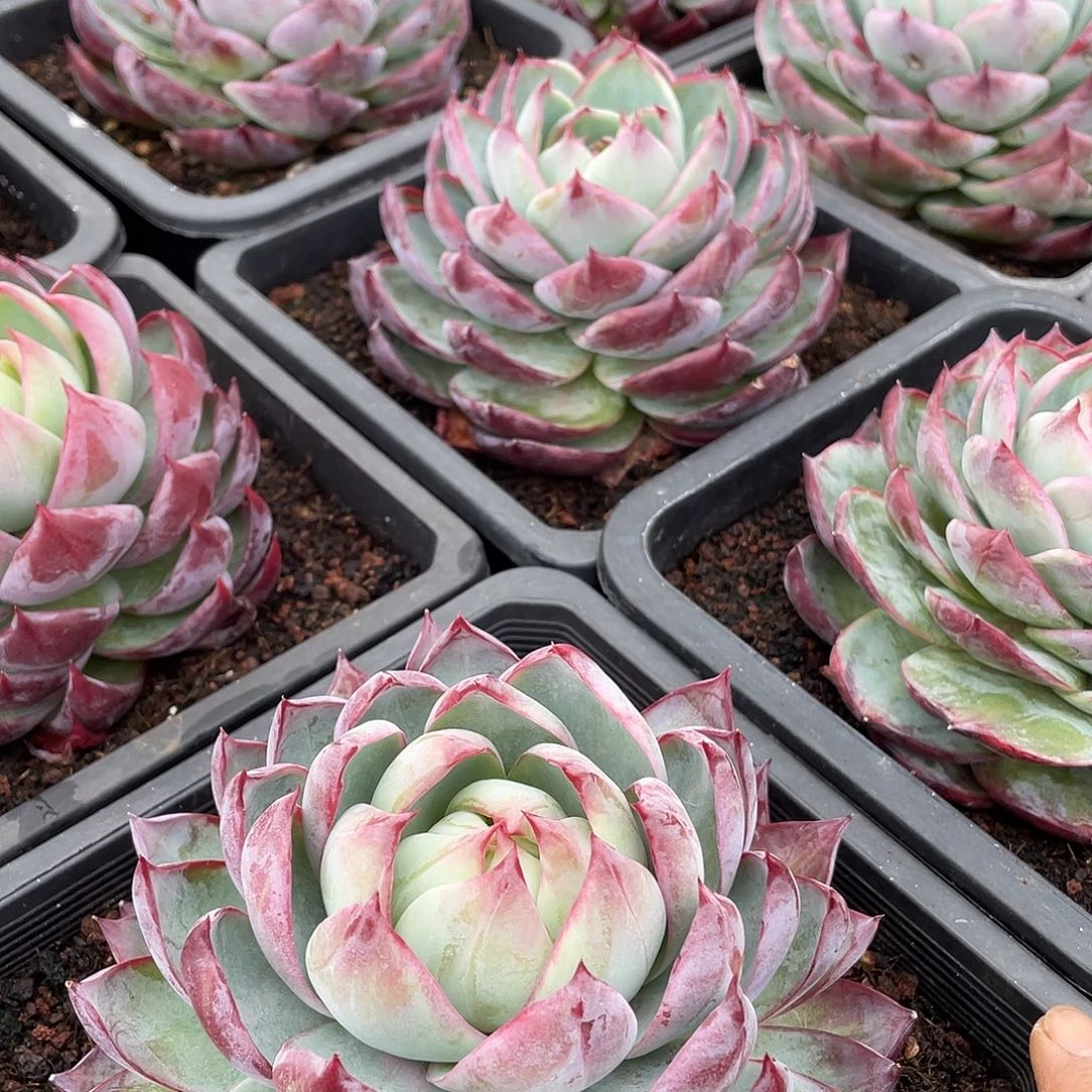 惊鸿仙子精控单头15厘米可挑