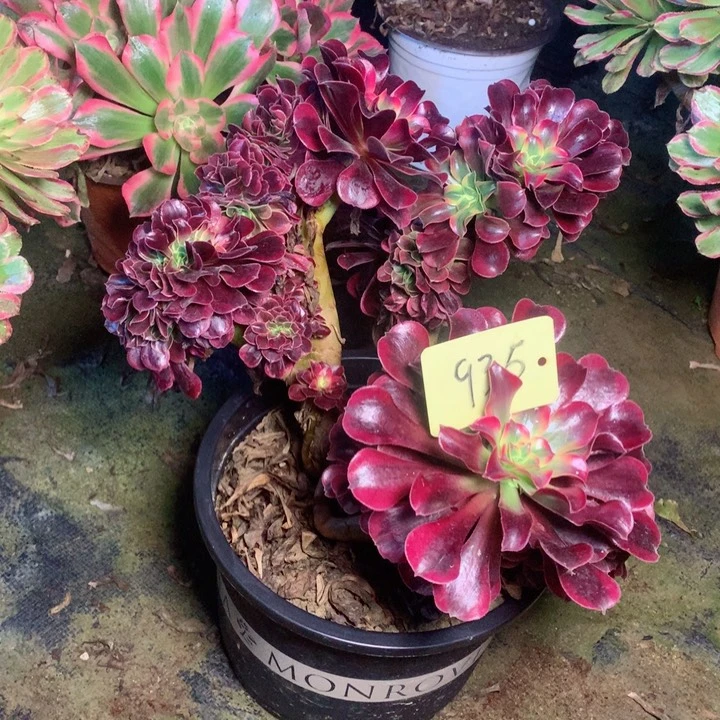 935珊瑚绒缀多肉一物一拍