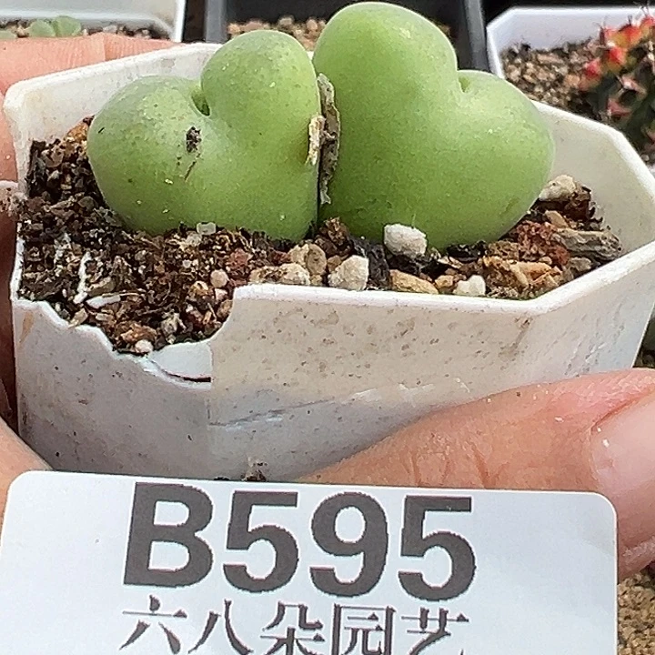 1***8无花朵595号翠光玉