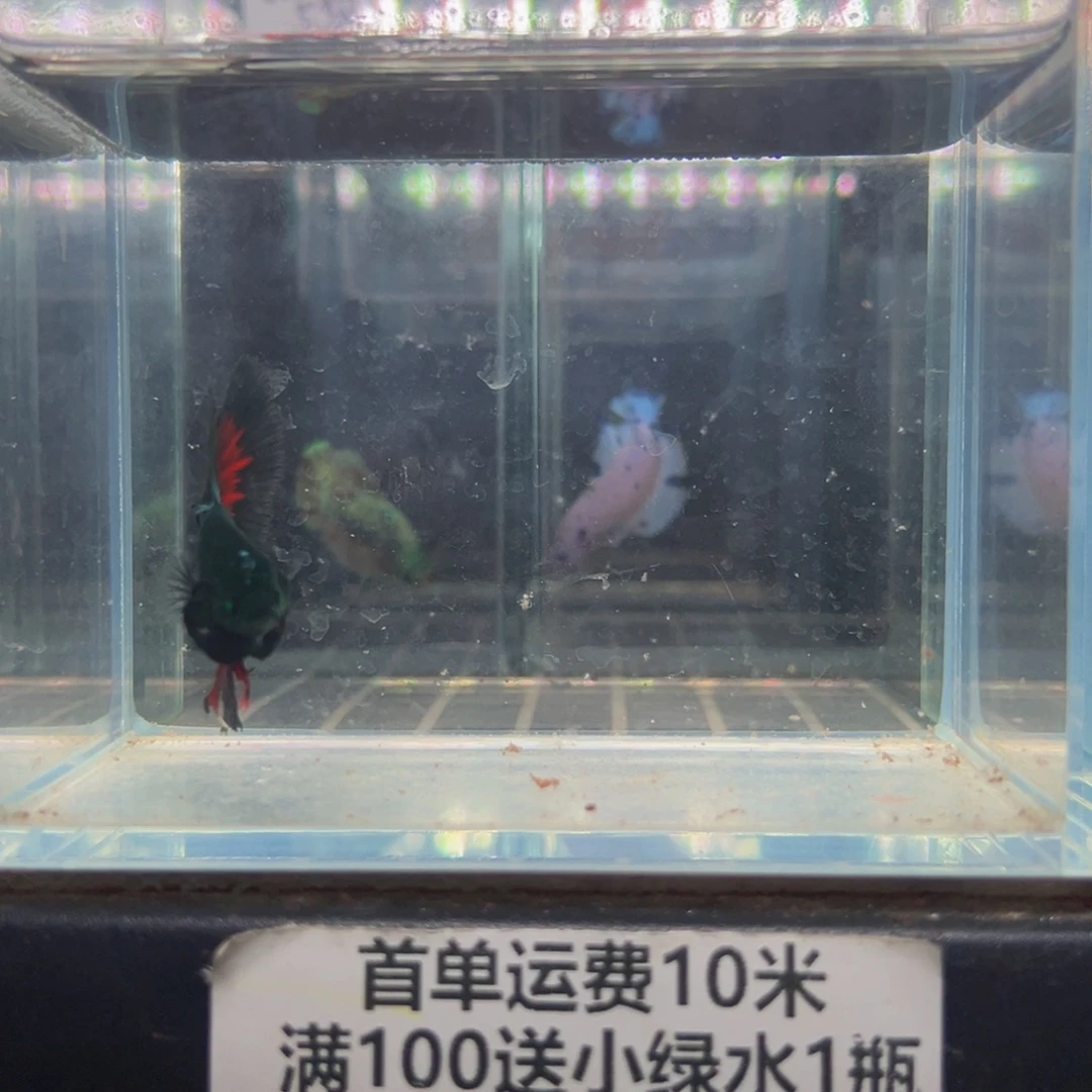 海水热带鱼斗鱼19号