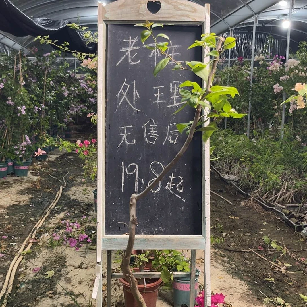 无花朵三角梅三角梅729