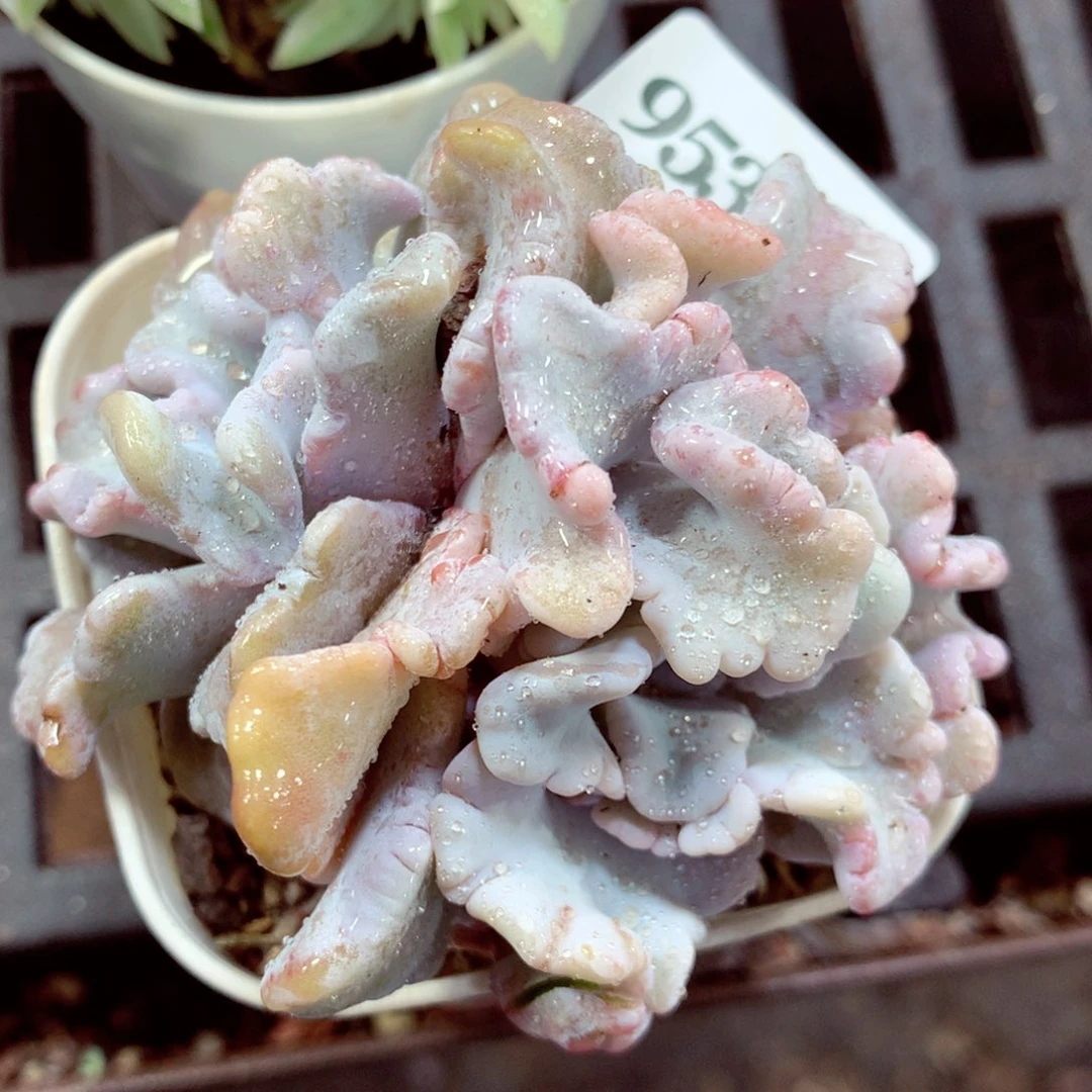 5厘米盆精控多肉953