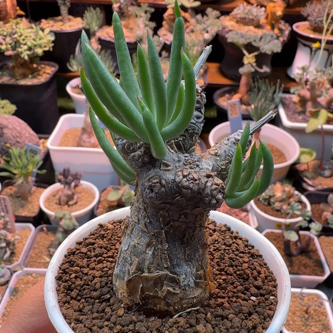 白象奇峰锦015 仙人球