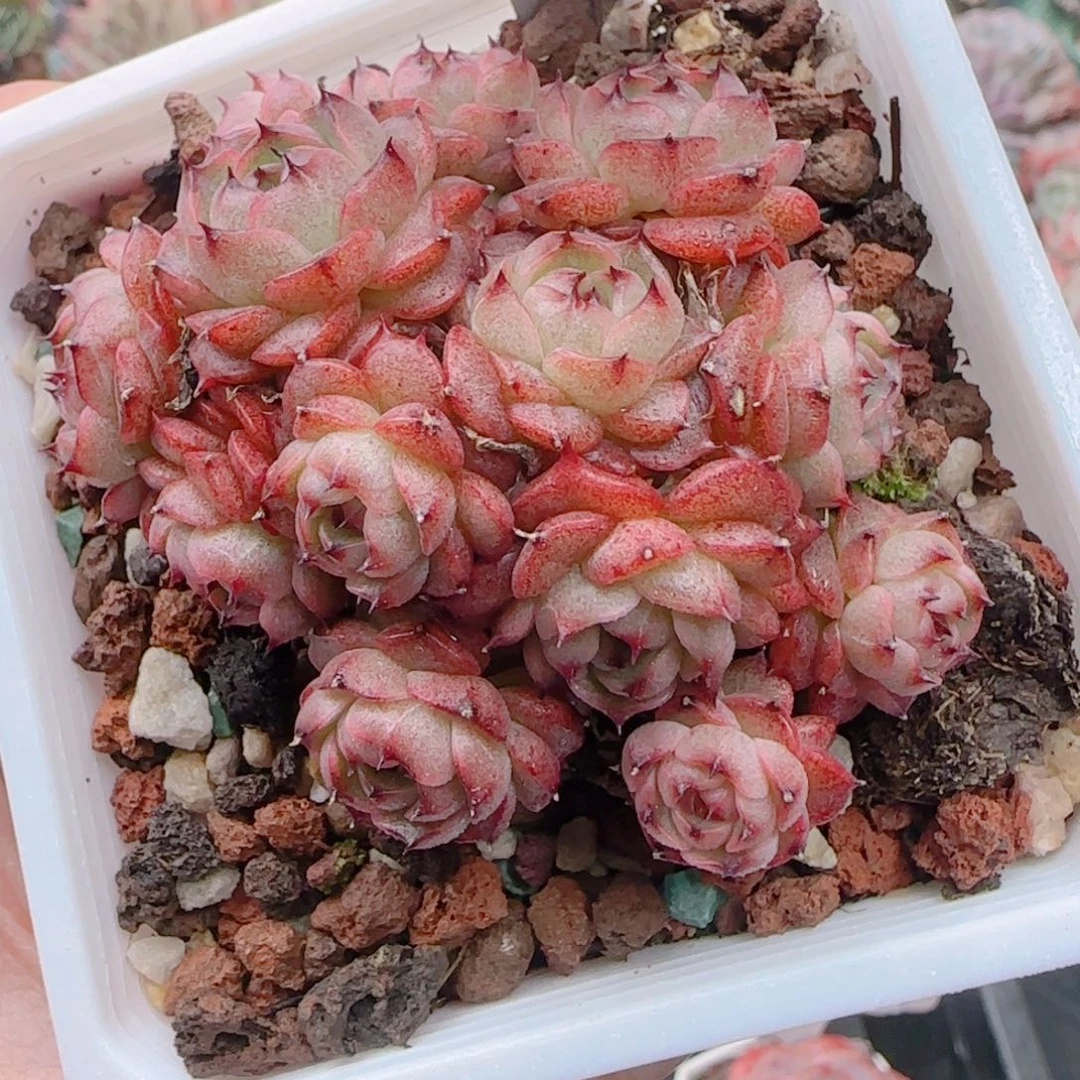 多肉植物8792………….