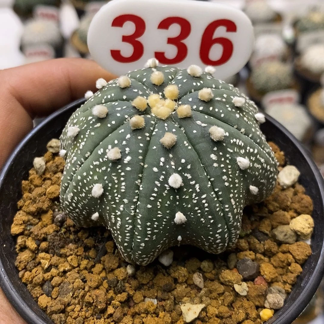 336福利特价来了哦亲