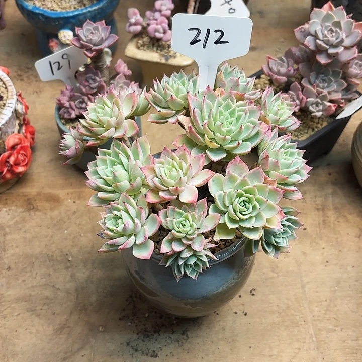 多肉植物，三色景212号