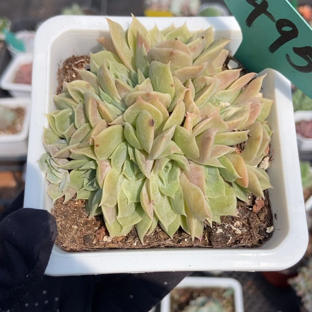 1495盎司诺多肉植物