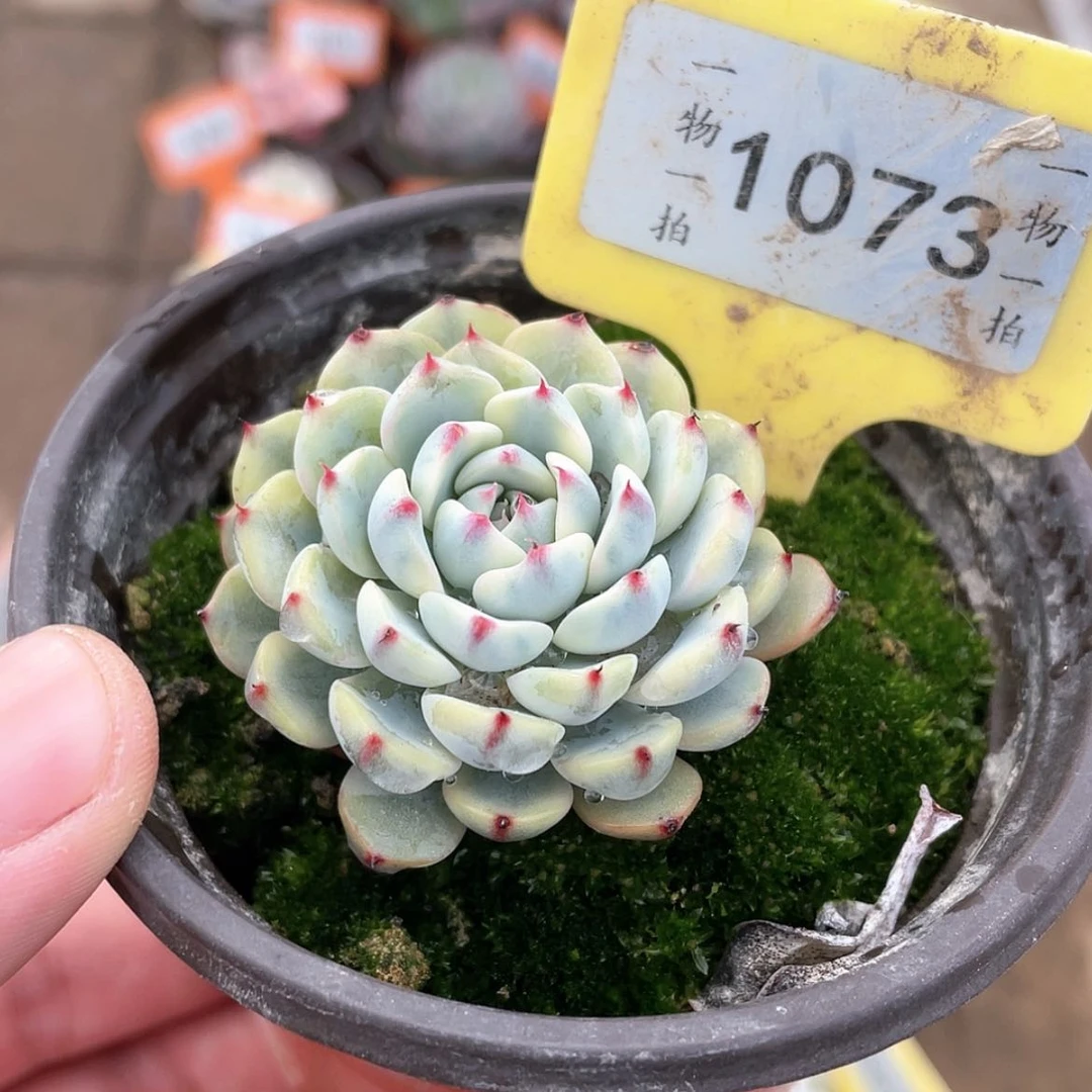 【闪购商品】1073号