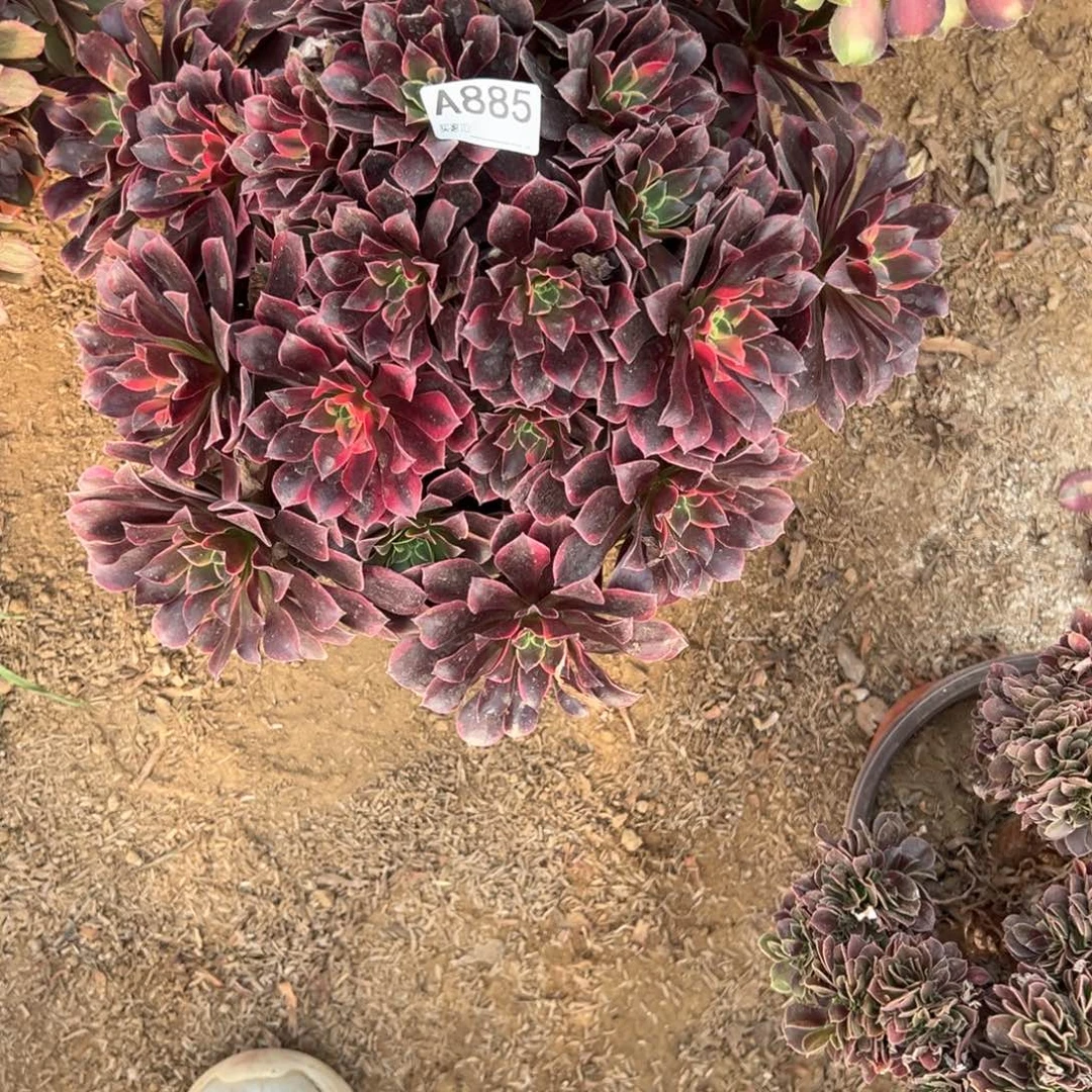 885金丝雀多肉植物法师