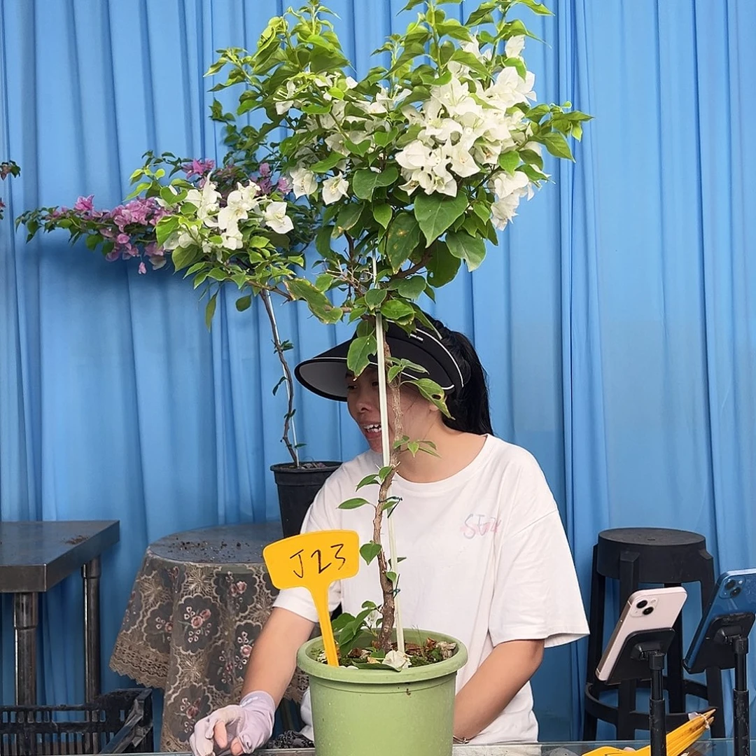 一***花大部分开放少量花苞J23白狐狸