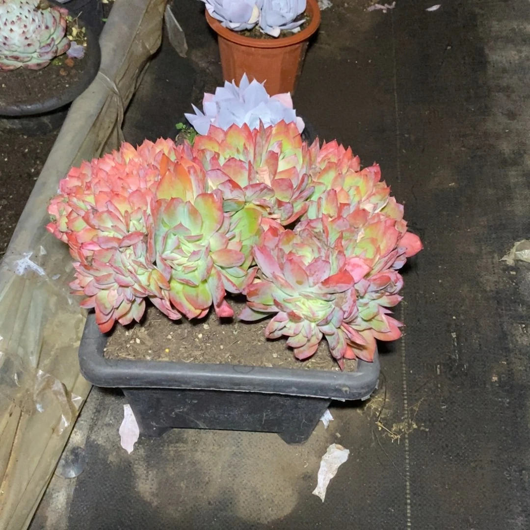 绮罗仙子一物一拍