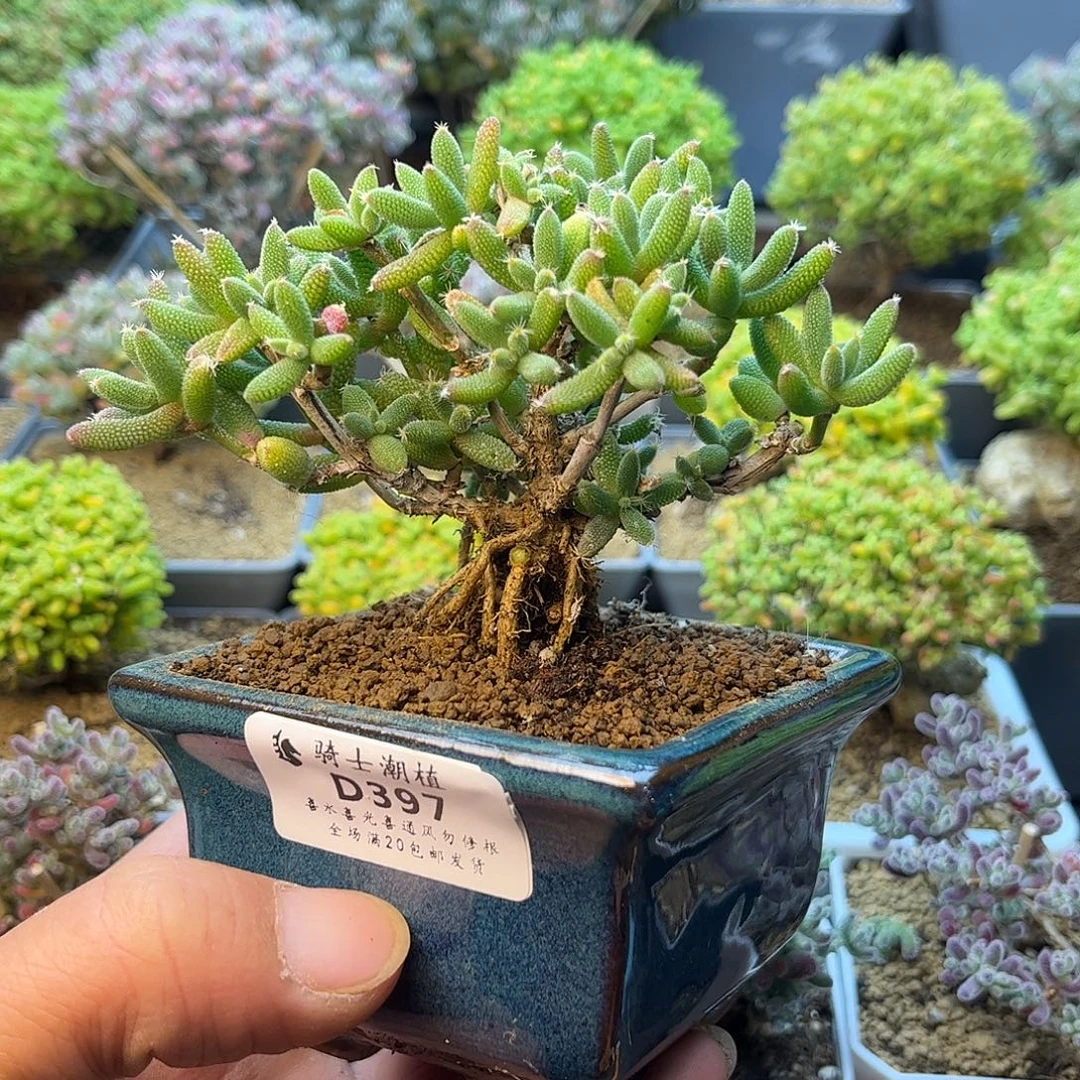 397玉米提根造型桩