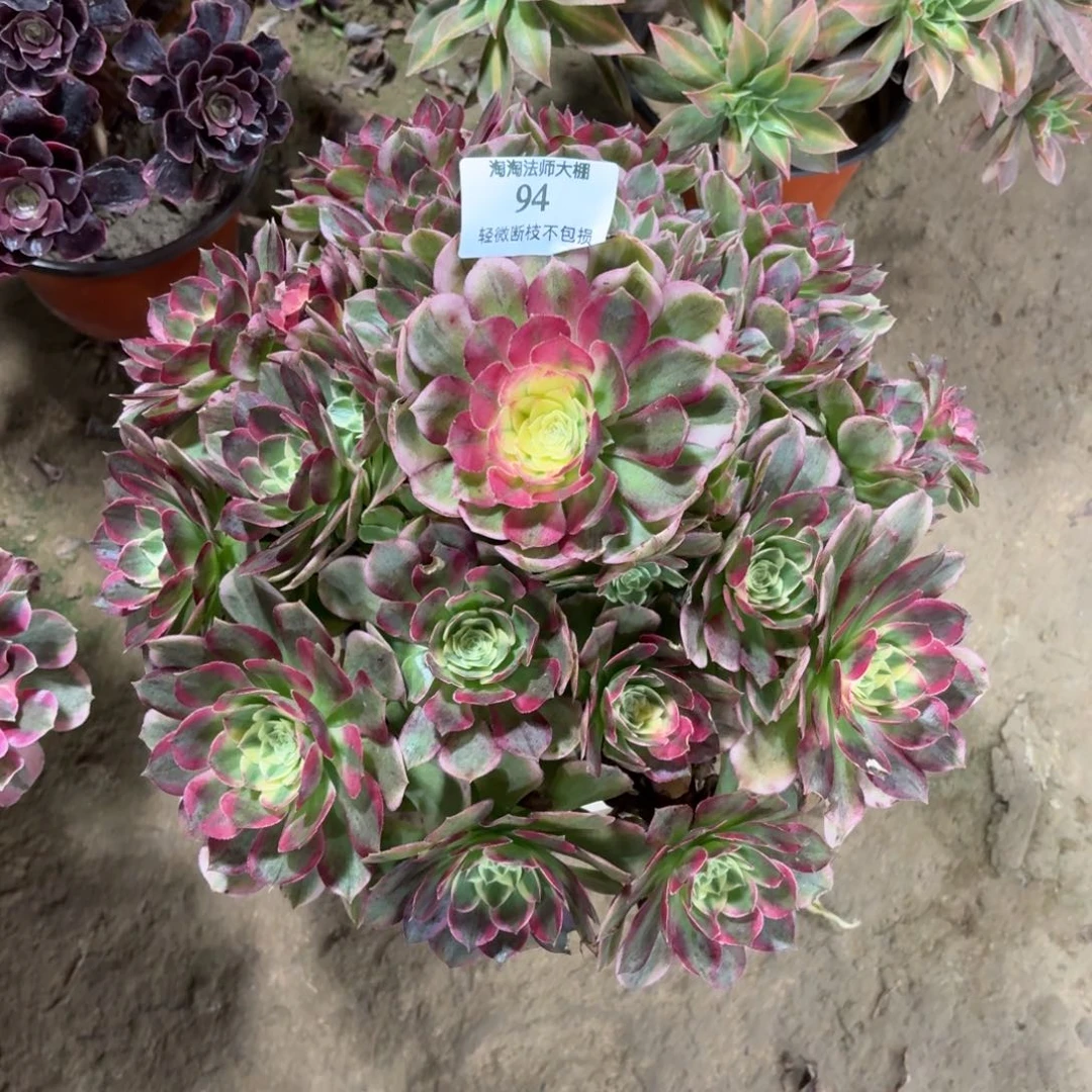 94海王多肉植物法师