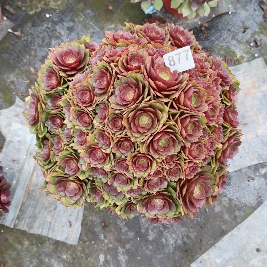 877多肉植物桃花