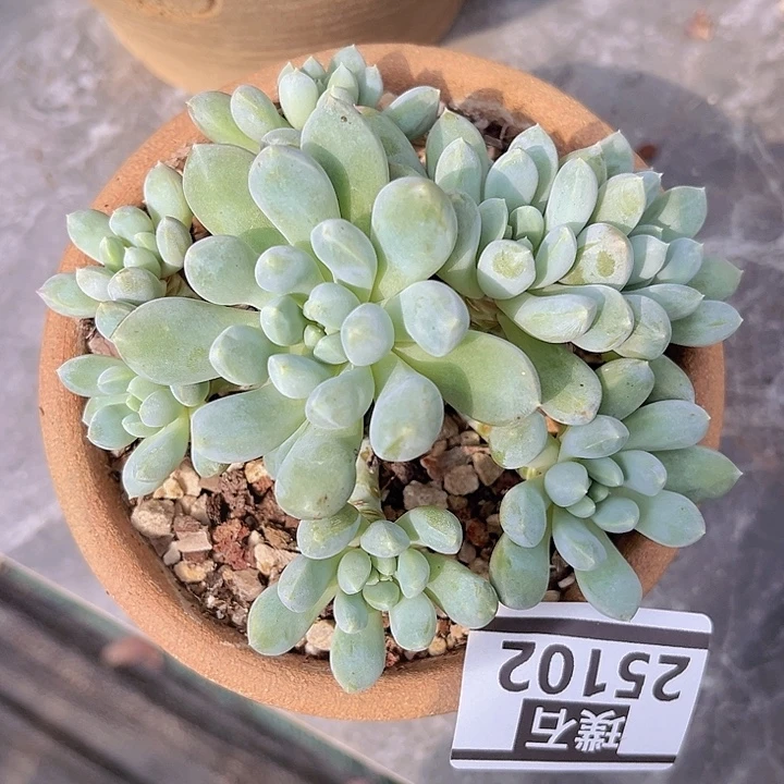 奶糖25102多肉植物