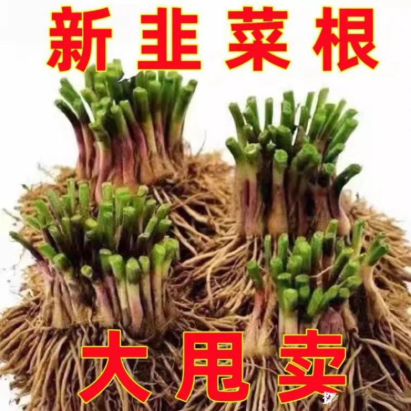 【今年新根】四季宽叶红韭菜根 浇水易活，室内阳台小院盆栽