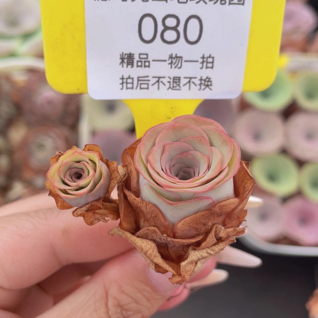 山地玫瑰080满38包邮裸根发货