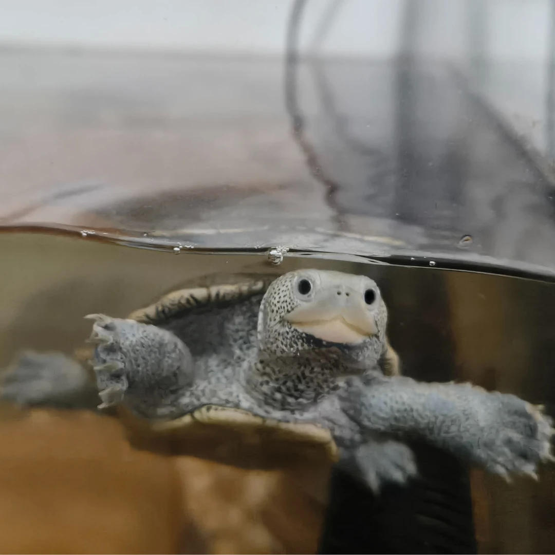 黑钻错甲纹龟3只可爱宠物小乌龟