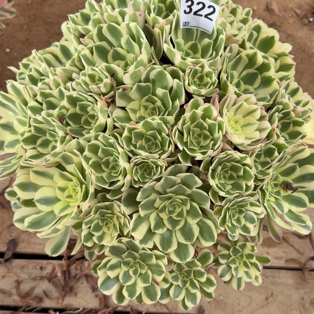 小**?白凤多肉植物322