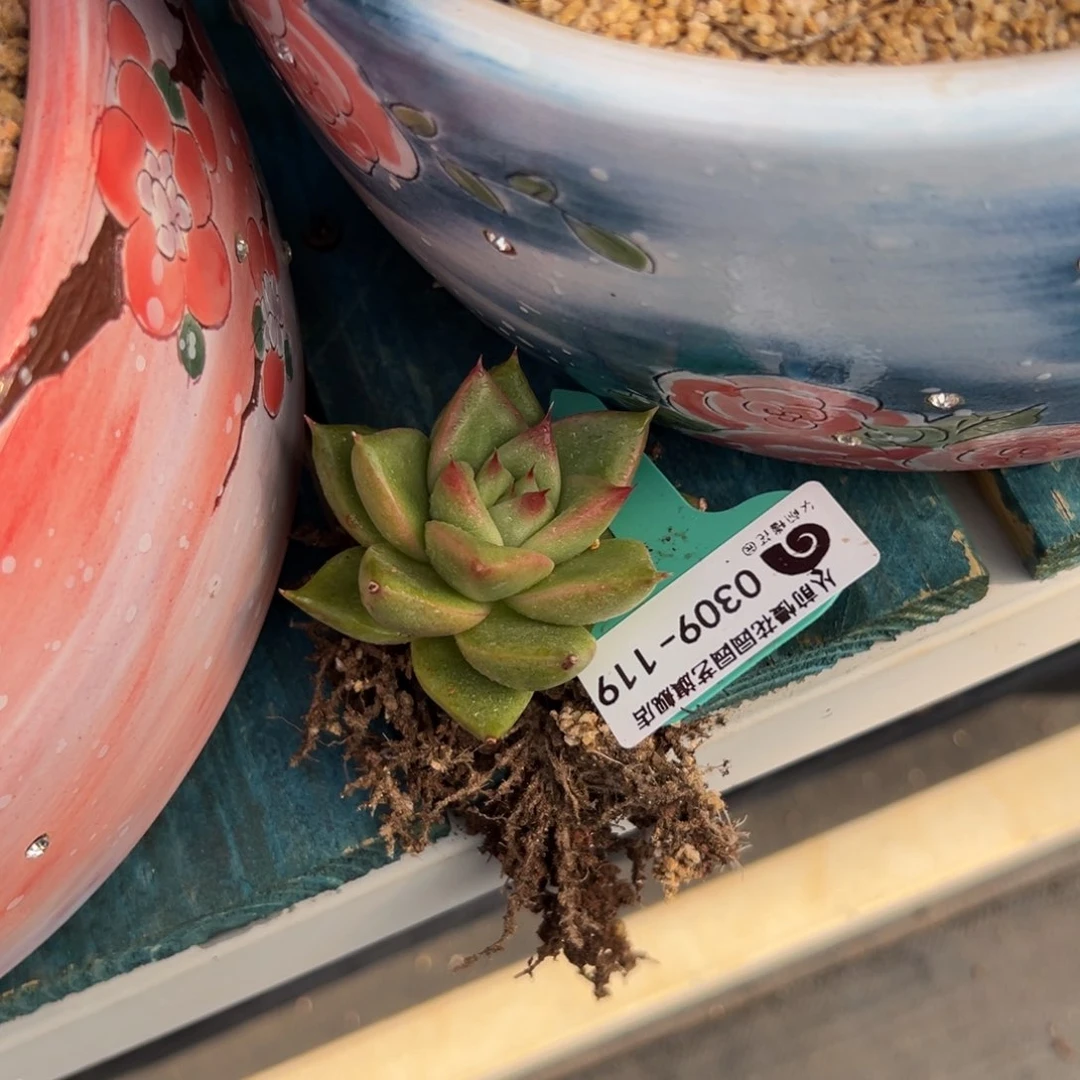 多肉一物一拍0309-119