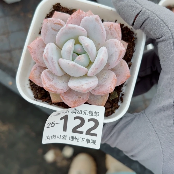 奶盖多肉植物多肉植物多肉植物