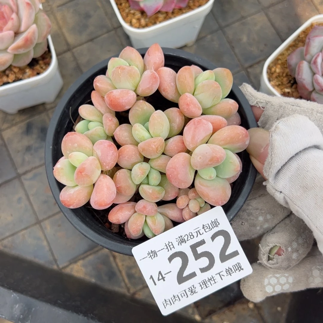 桔子洛神多肉多肉多肉多肉