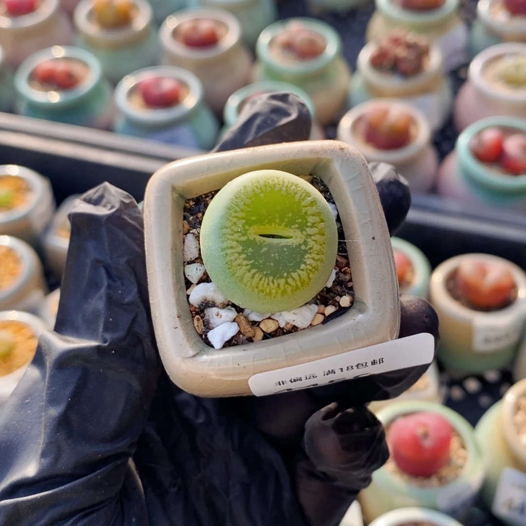 追****?4469--一物一拍 带盆