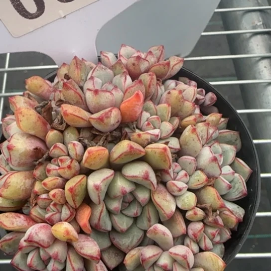 81蓝宝石一物一拍多肉